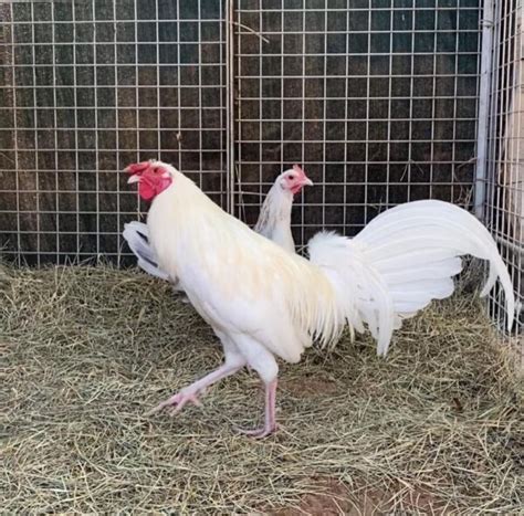 broodcock price|Gamefowls for Sale: Where to Buy Fighting Cocks in the Philippines.